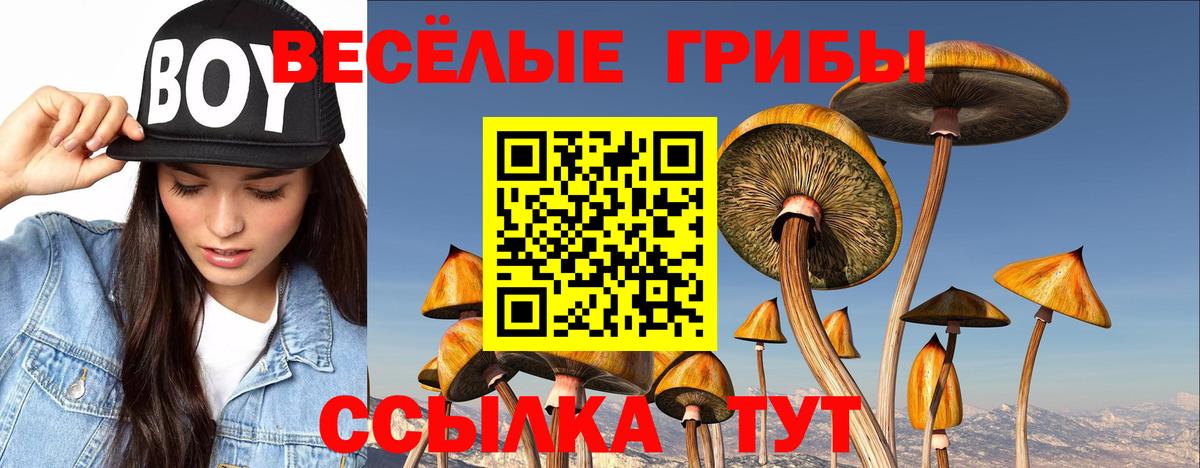 Псилоцибиновые грибы мицелий Алейск