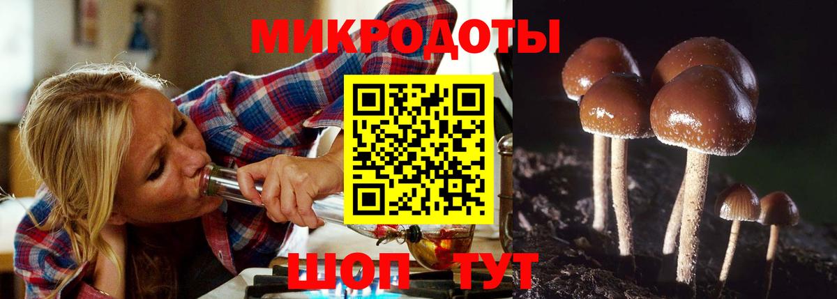 Псилоцибиновые грибы Psilocybe Алейск